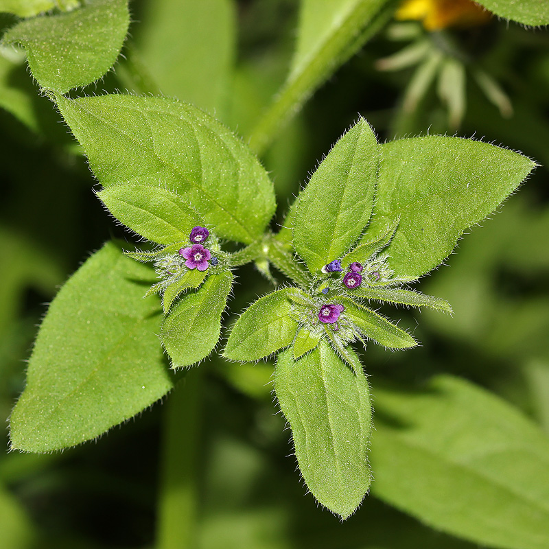 Image of Asperugo procumbens specimen.