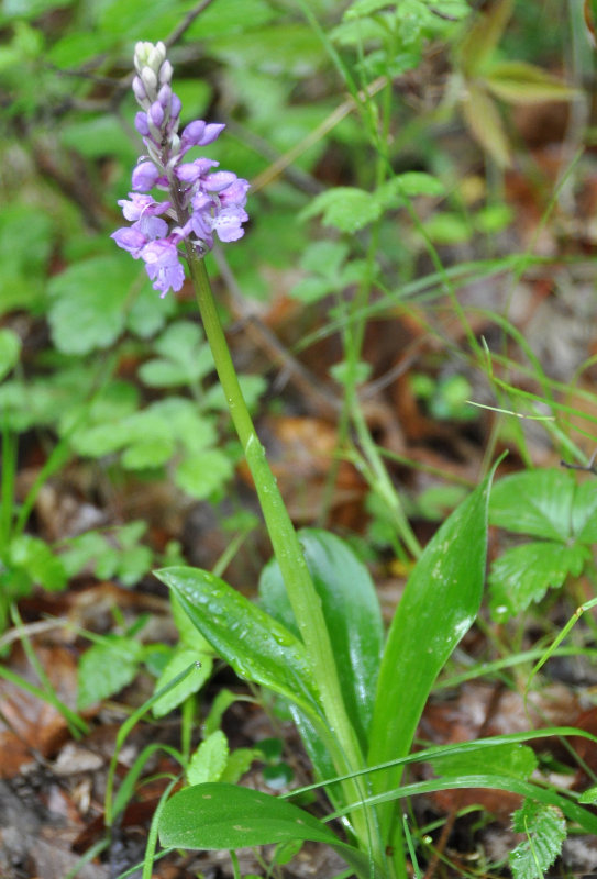 Image of Orchis mascula specimen.