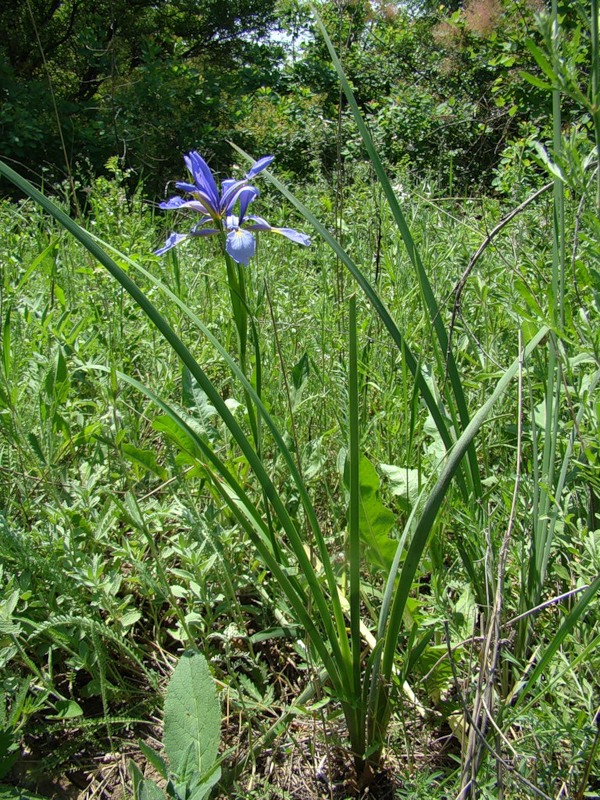 Изображение особи Iris notha.