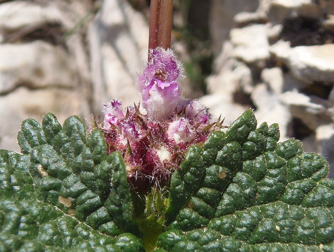 Image of Phlomoides tuberosa specimen.