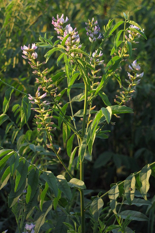 Image of Glycyrrhiza glabra specimen.