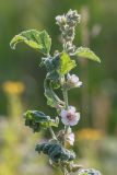 Althaea officinalis. Верхушка цветущего растения. Ростовская обл., Мясниковский р-н, окр. пл. Мартыново, пойменный луг. 14.04.2013.