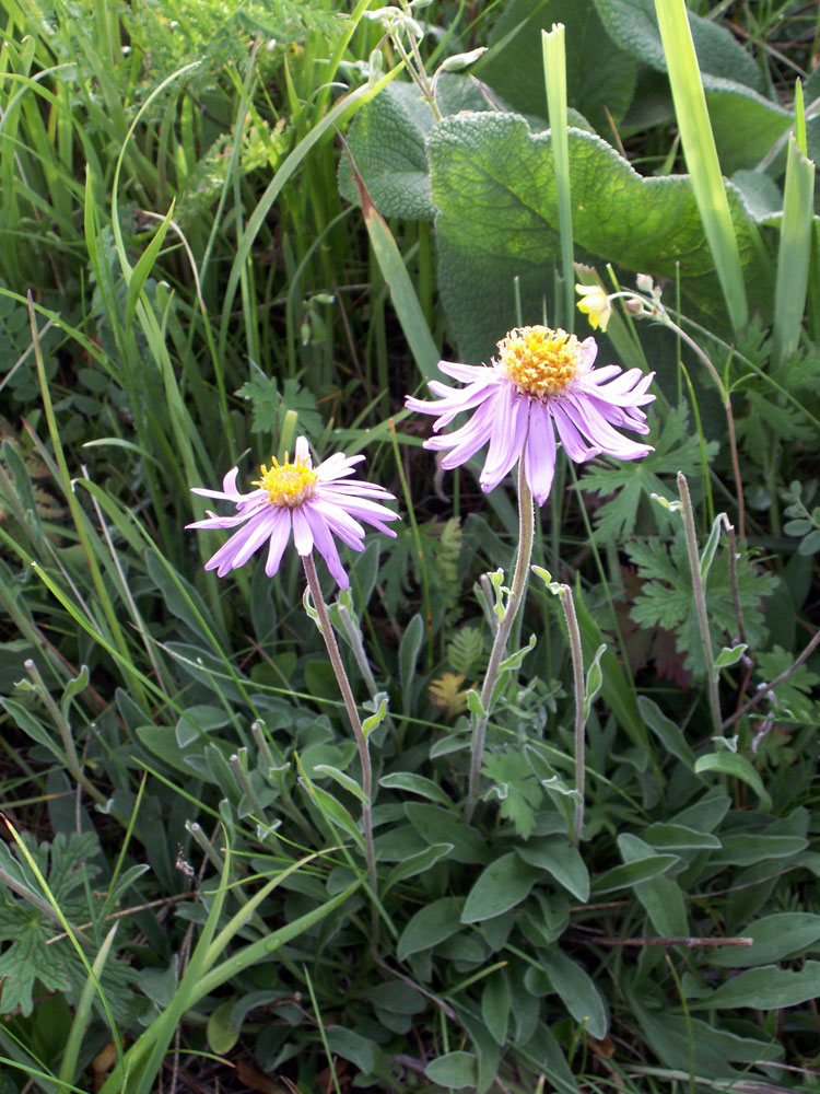 Image of Aster vvedenskyi specimen.