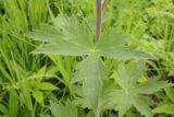 Delphinium korshinskyanum