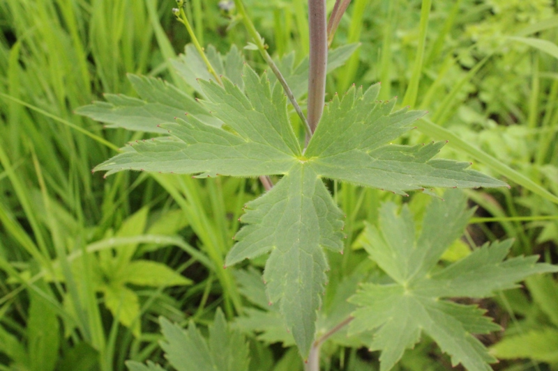 Image of Delphinium korshinskyanum specimen.