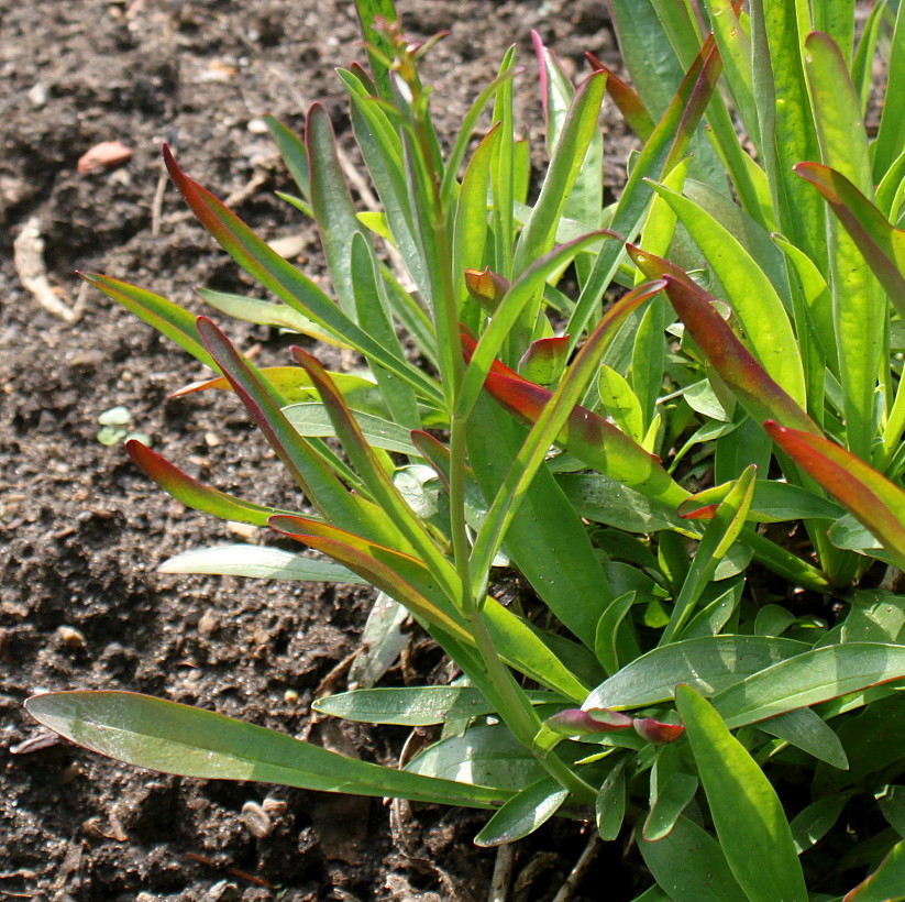 Изображение особи Penstemon hartwegii.