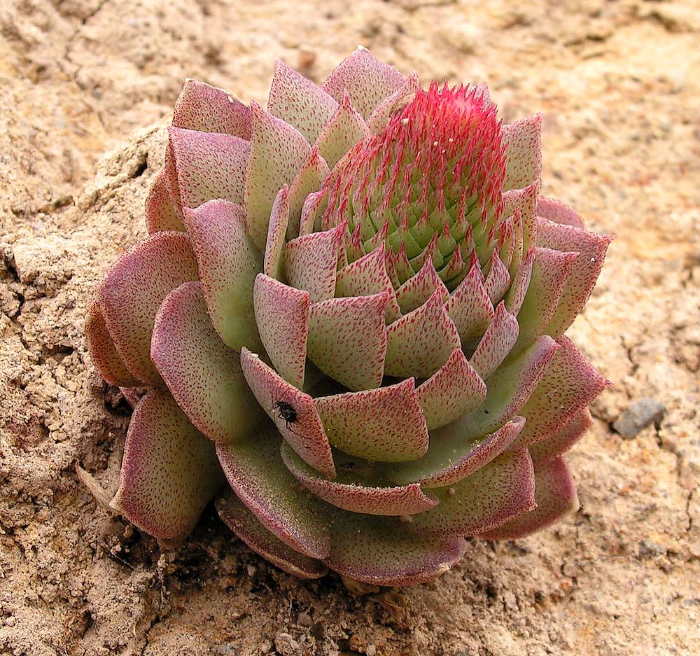 Image of Orostachys malacophylla specimen.