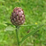 Centaurea nigrescens