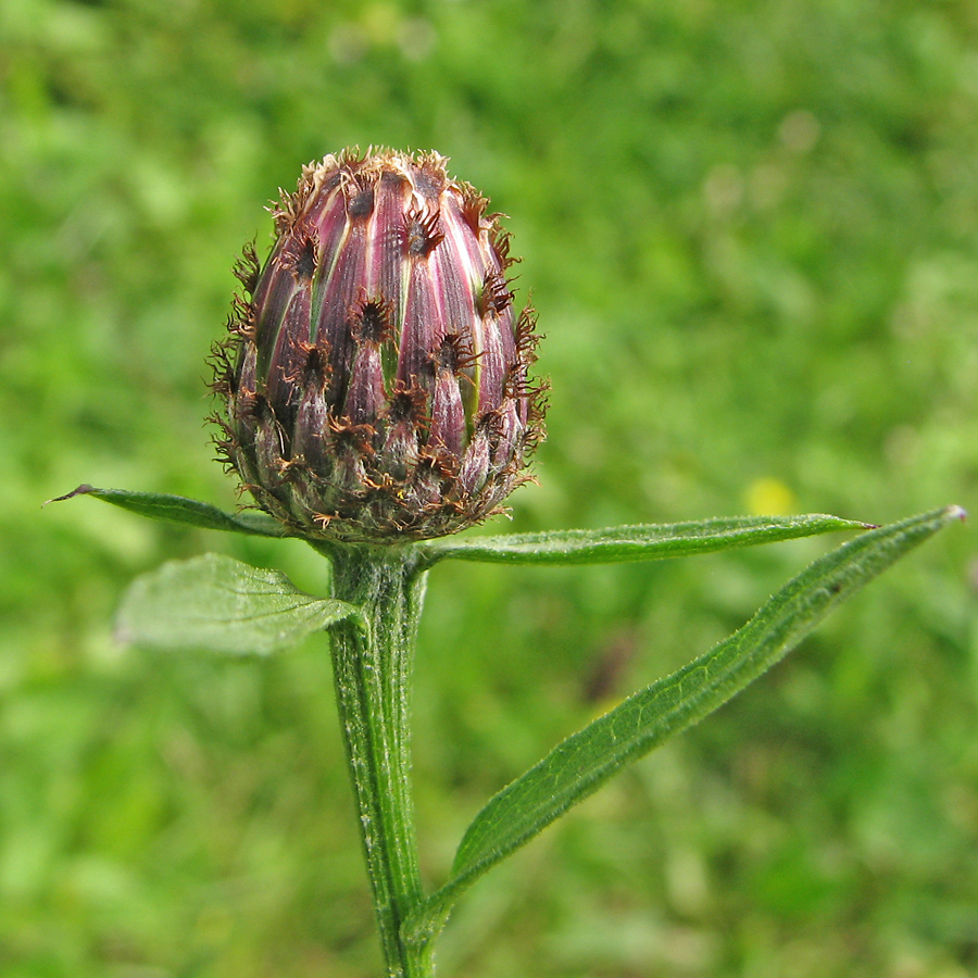 Image of Centaurea nigrescens specimen.