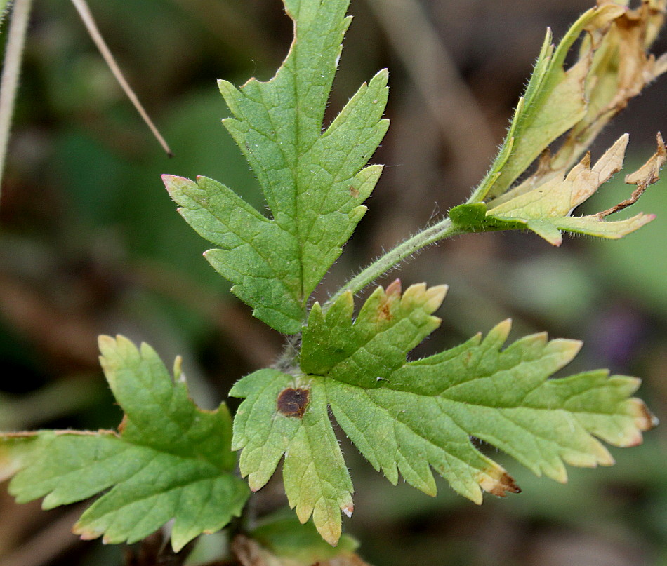 Изображение особи Erodium gruinum.