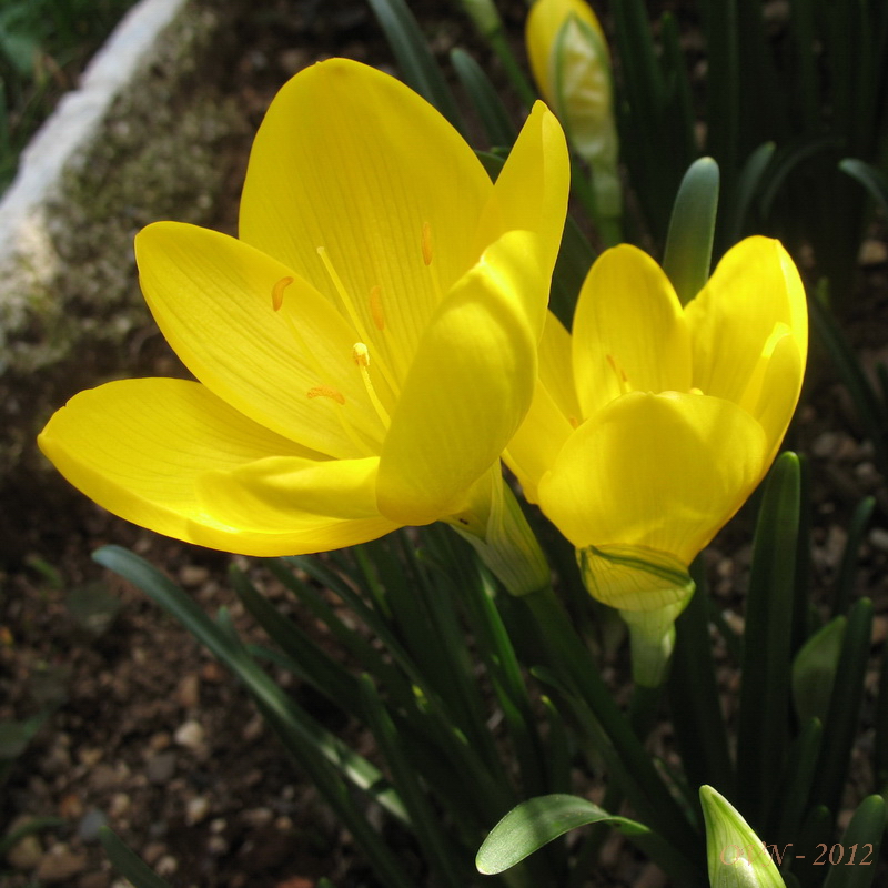 Изображение особи Sternbergia lutea.