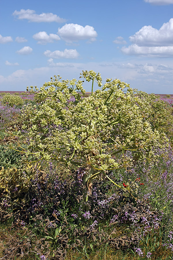 Изображение особи Ferula foetida.