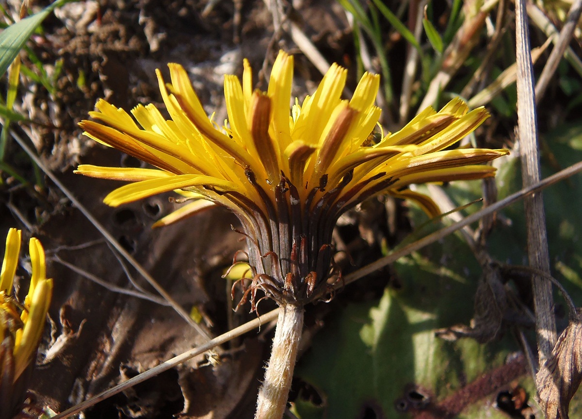 Изображение особи Taraxacum serotinum.