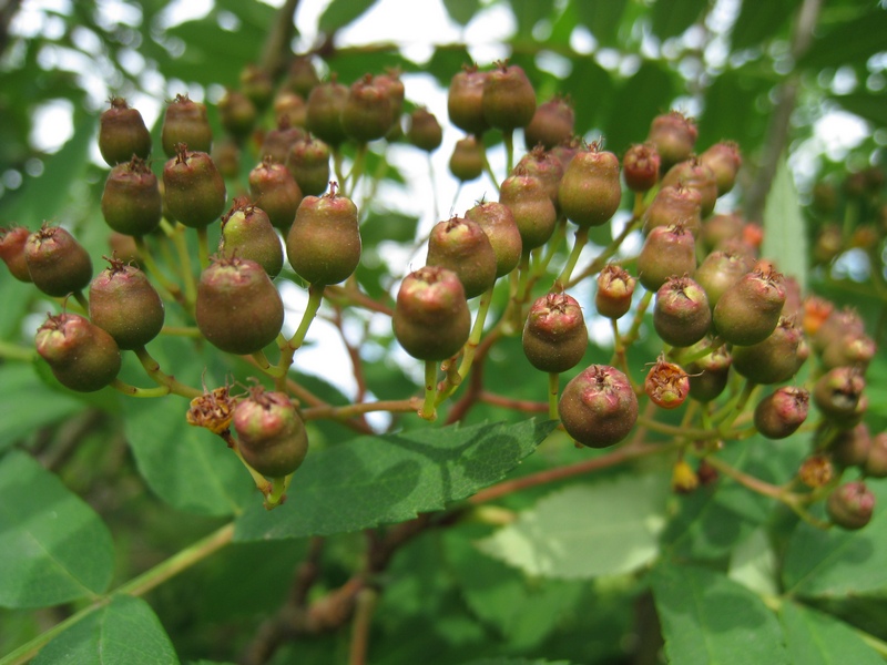 Изображение особи Sorbus sibirica.