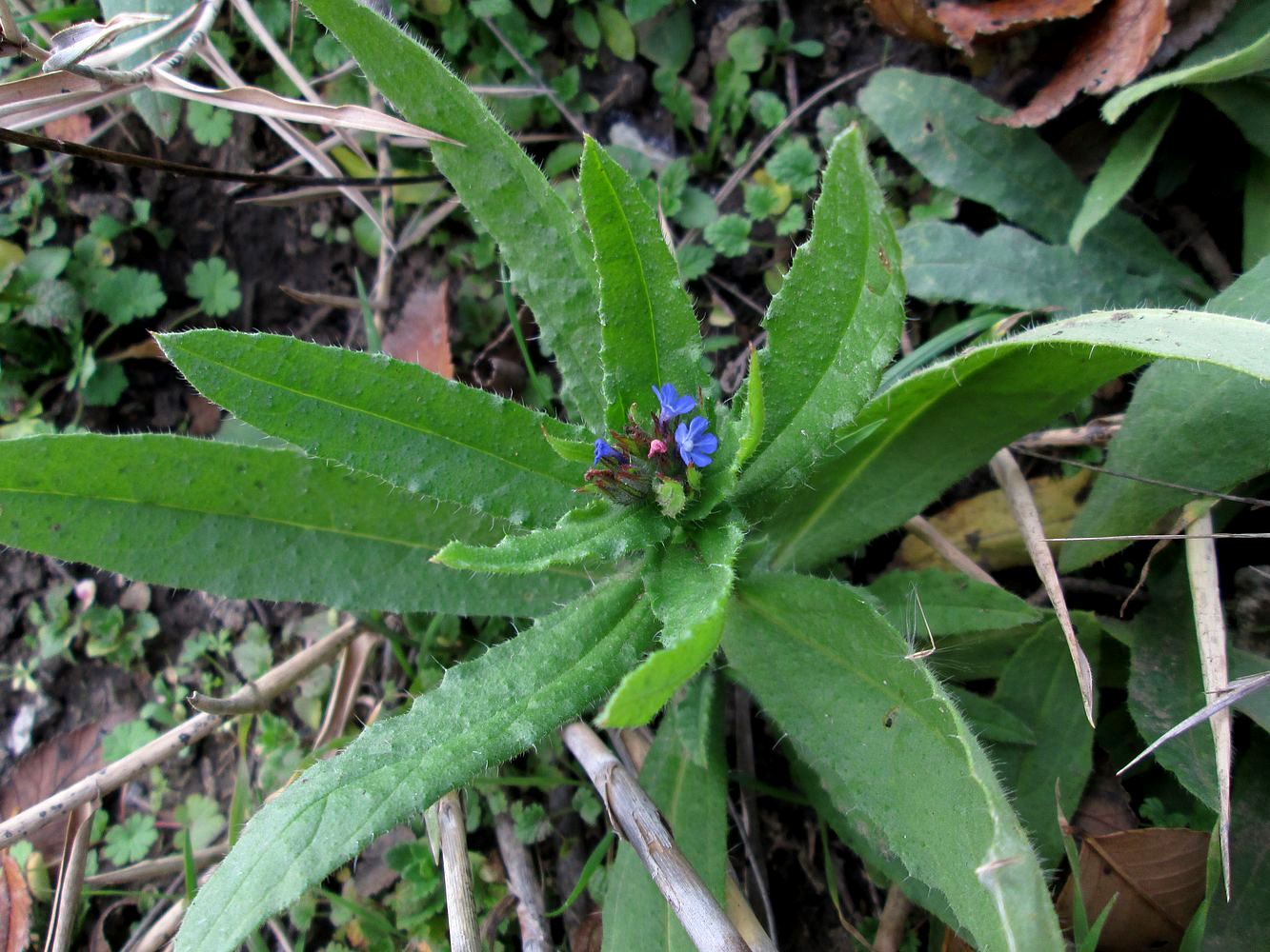 Изображение особи Lycopsis arvensis.