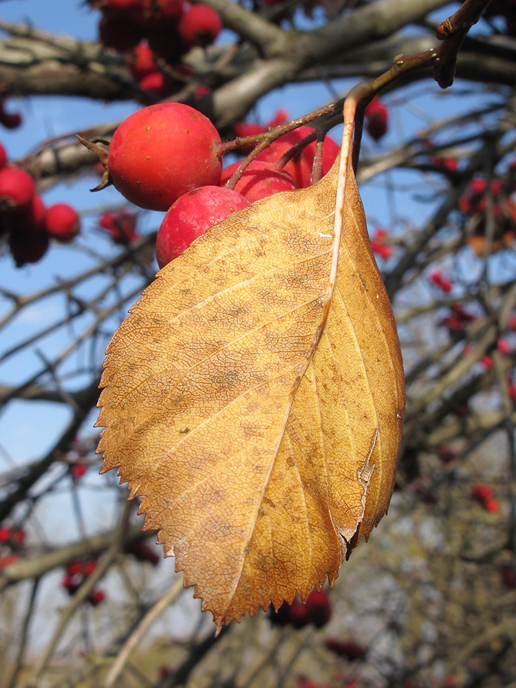 Изображение особи Crataegus crus-galli.