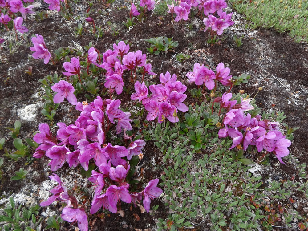 Изображение особи Rhododendron camtschaticum ssp. glandulosum.