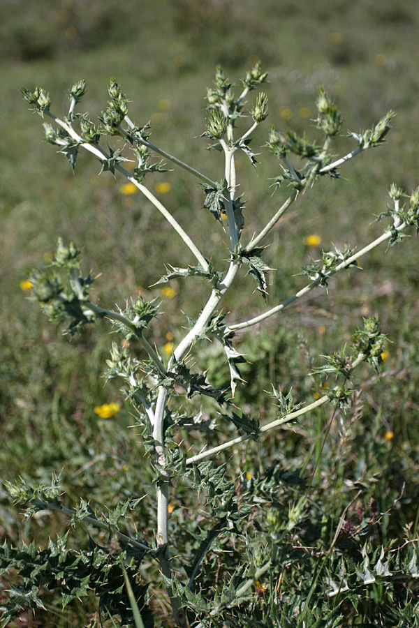 Image of Cousinia vicaria specimen.