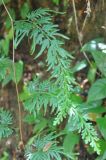 Selaginella willdenowii