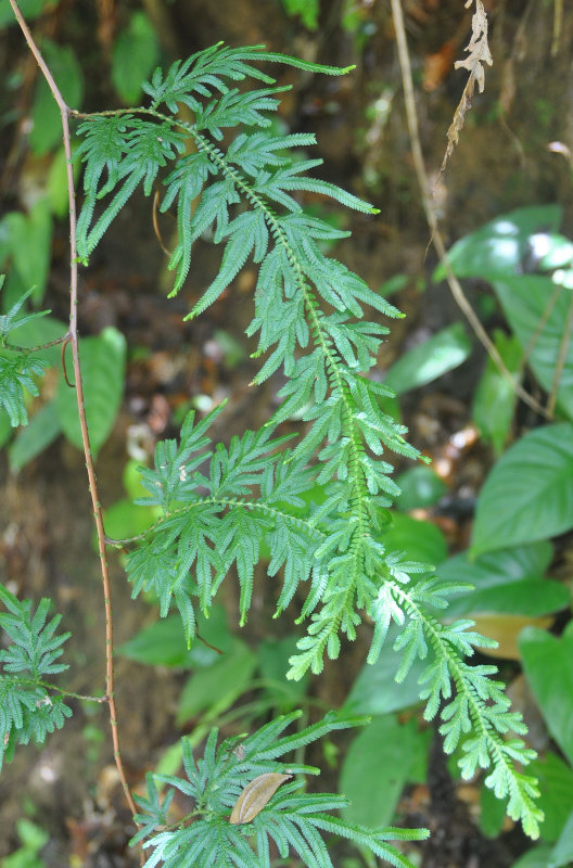 Image of Selaginella willdenowii specimen.