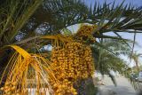 Phoenix canariensis. Листья и соплодия со зрелыми плодами. Греция, Ионическое море, о. Лефкас, пос. Νυδρί (Нидри), городское озеленение. 23.09.2013.