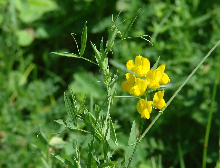 Изображение особи Lathyrus pratensis.