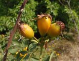 Rosa canina. Соплодие с недозрелыми плодами. Украина, Запорожская обл., Мелитопольский р-н, между пгт Мирное и \"Каменной Могилой\", возле дороги. 10.08.2013.