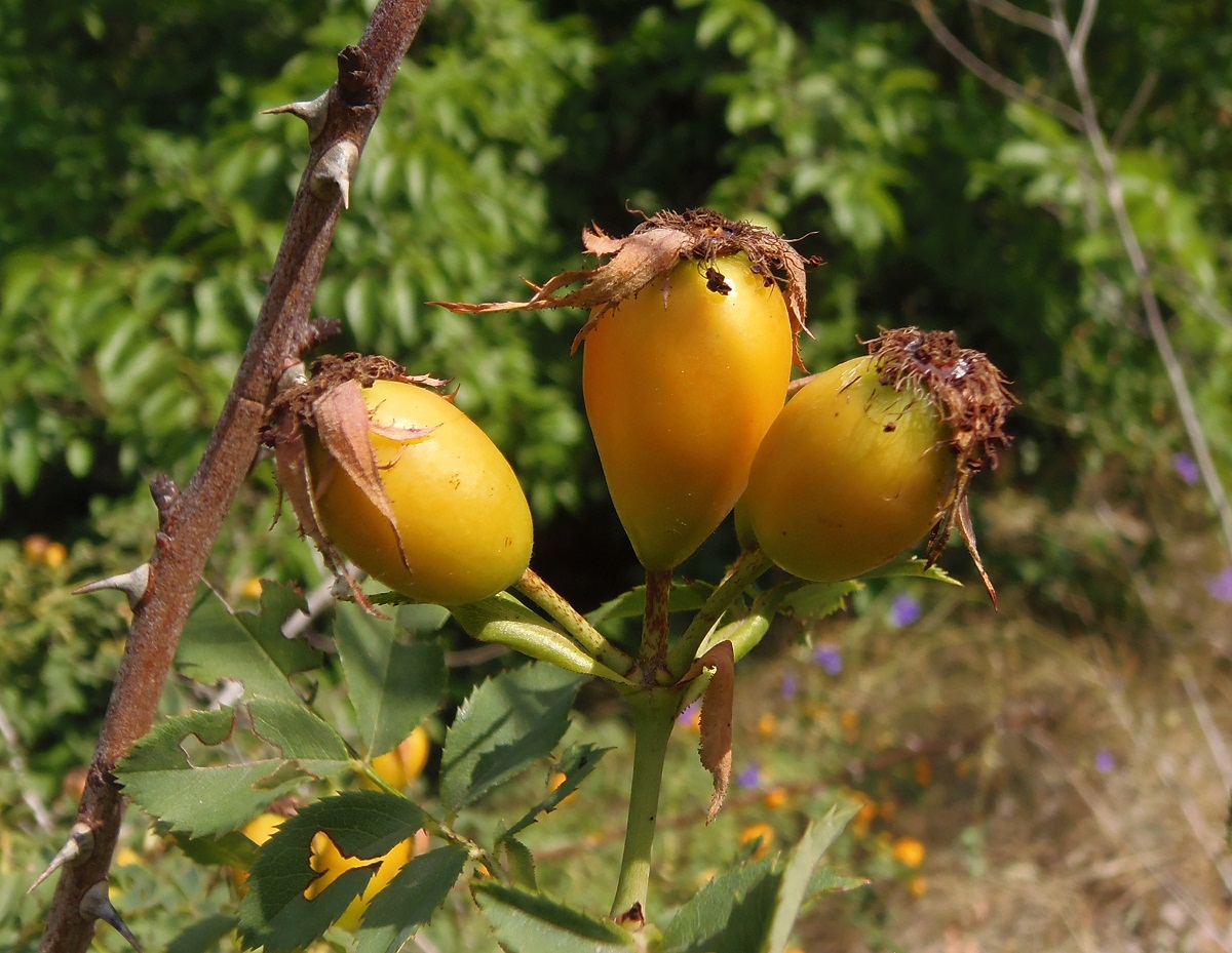 Image of Rosa canina specimen.