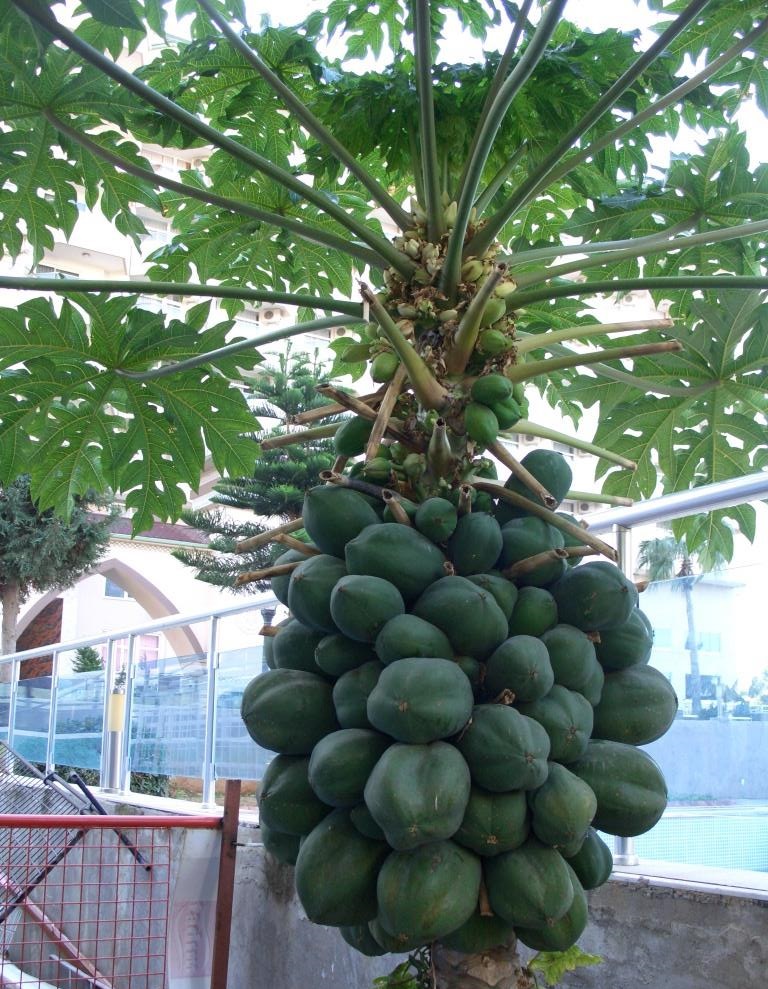 Изображение особи Carica papaya.