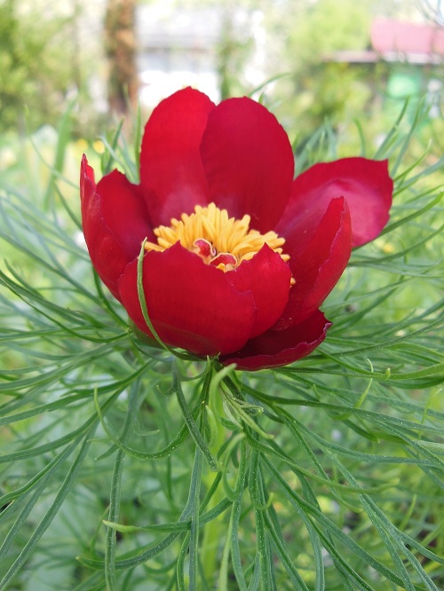 Image of Paeonia tenuifolia specimen.