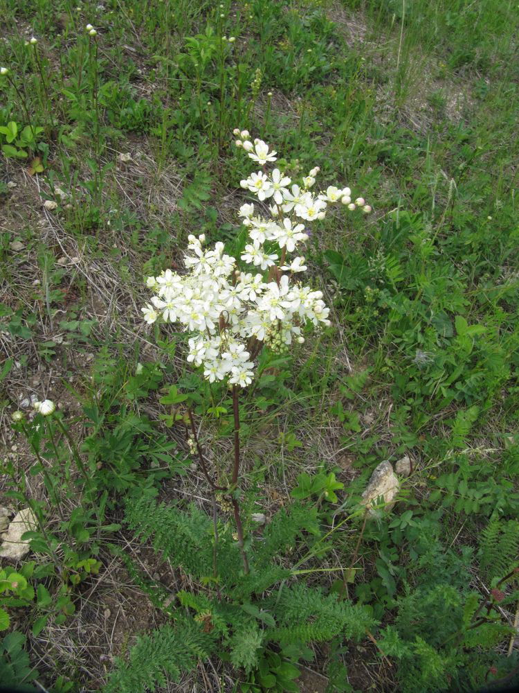 Изображение особи Filipendula vulgaris.