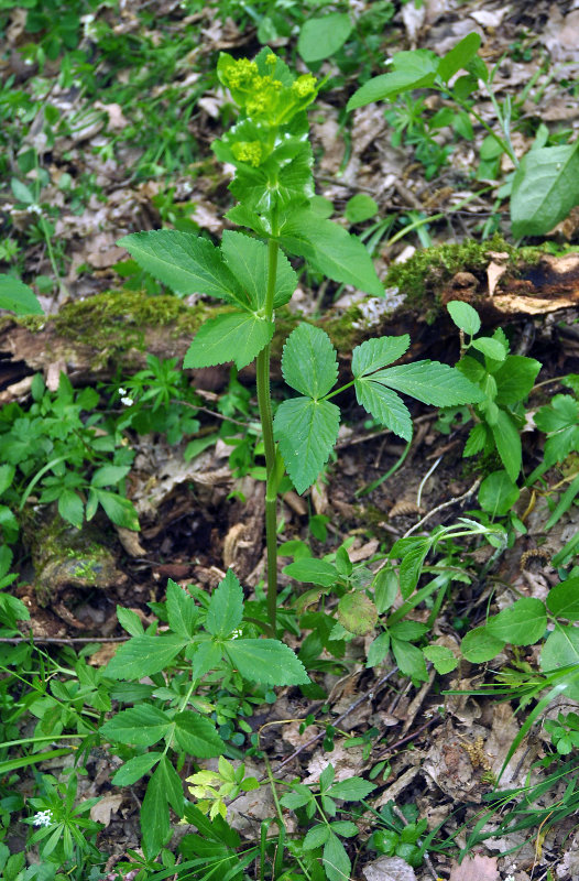 Image of Smyrnium perfoliatum specimen.