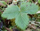 Fragaria chiloensis. Лист. Германия, г. Дюссельдорф, Ботанический сад университета. 02.03.2014.