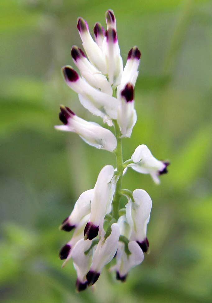 Image of Fumaria capreolata specimen.