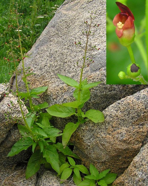 Image of Scrophularia grayana specimen.