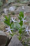 Vinca erecta