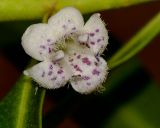 Myoporum acuminatum. Цветок. Израиль, Шарон, пос. Кфар Шмариягу, в культуре. 17.03.2014.