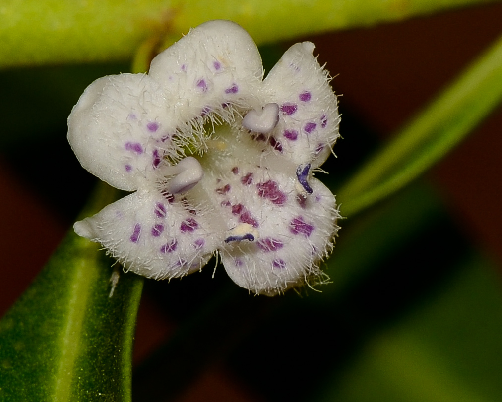 Изображение особи Myoporum acuminatum.