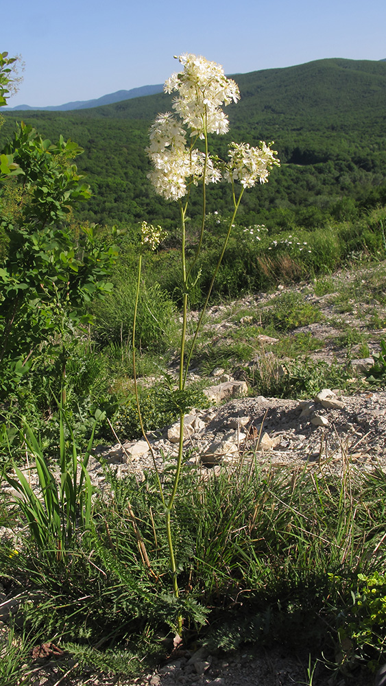 Image of Filipendula vulgaris specimen.