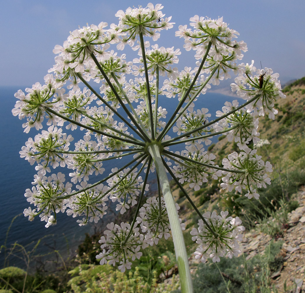 Image of Astrodaucus littoralis specimen.