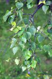 Betula platyphylla