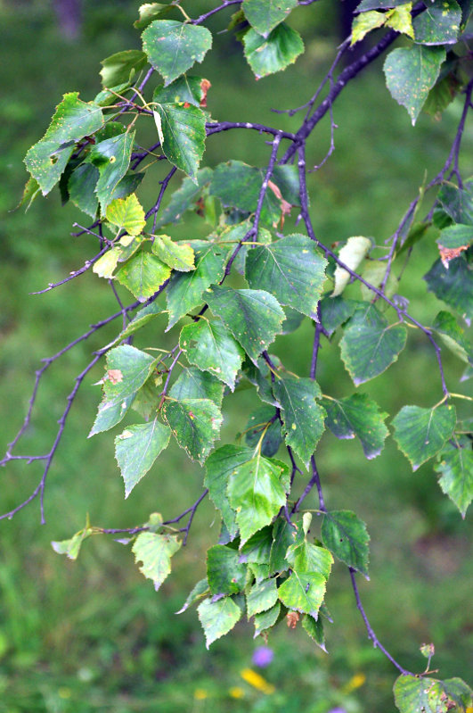 Изображение особи Betula platyphylla.