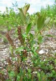 Salix hastata