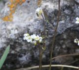 Draba supranivalis