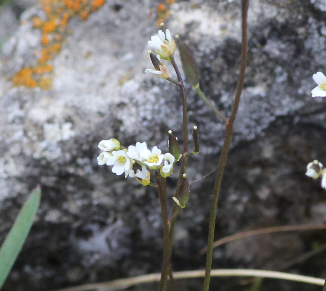 Image of Draba supranivalis specimen.