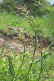 genus Rumex. Верхушка растения с соцветиями. Ставропольский край, Бештаугорский заказник. 04.05.2014.