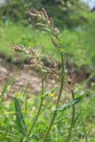 genus Rumex. Верхушка растения с соцветиями. Ставропольский край, Бештаугорский заказник. 04.05.2014.