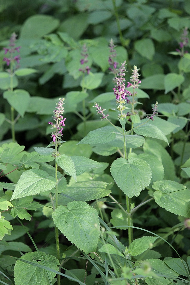 Image of Stachys sylvatica specimen.