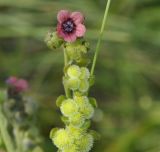 Cynoglossum creticum