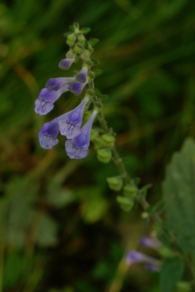 Image of Scutellaria pekinensis specimen.